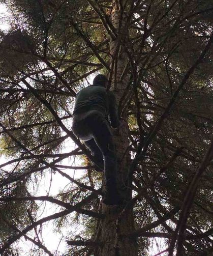 Artvin'de 40 Metrelik Göknar Ağacının Tepesine Takılan Dronu Böyle Kurtardılar