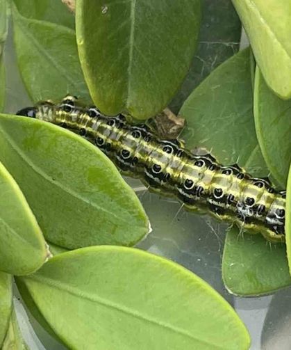 Artvin'de Şimşir Güvesine Karşı Biyolojik Mücadele Sürüyor