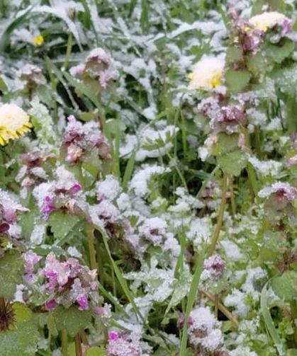 Bolu'da Baharda Açan Çiçekler Beyaza Büründü