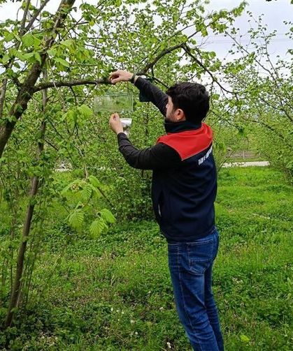 Fındık Bahçelerinde Takip Başladı