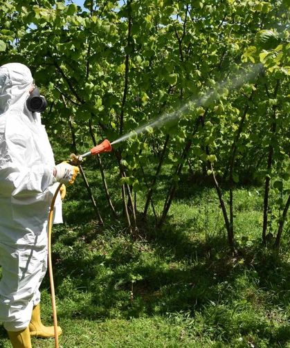 Fındıkta Külleme Ve Kozalak Akarına Karşı Mücadele Başlatıldı