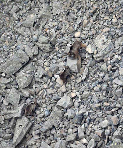 Kış Uykusundan Uyanan Ayı Ailesi Kameralara Yansıdı