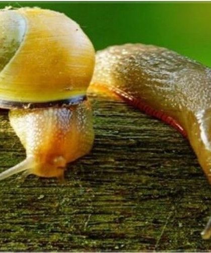 Salyangoz ve sümüklü böcek uyarısı