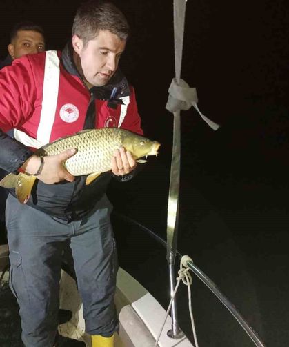 Samsun'da Kaçak Avcılığa Geçit Yok: 60 Kiloluk Sazan Geri Salındı
