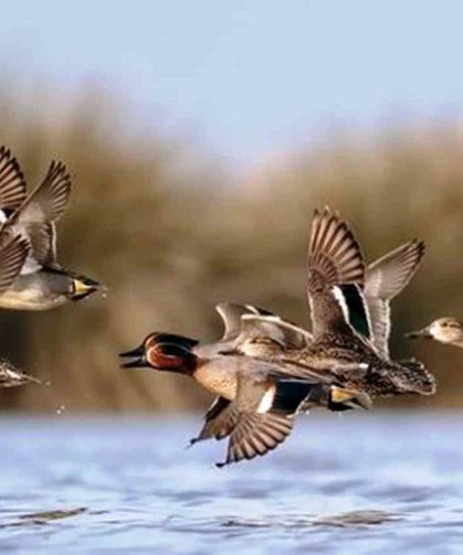 Savcının Objektifinden Yaban Hayatı