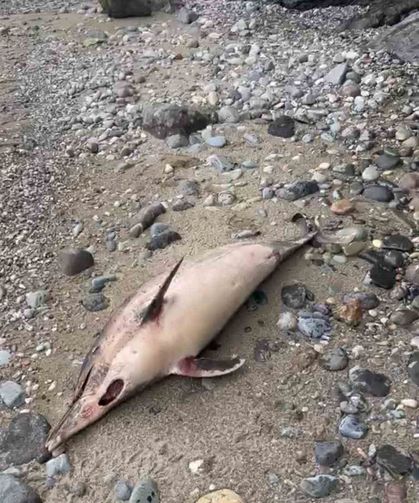 Trabzon'da Yunus Balığı Ölümleri