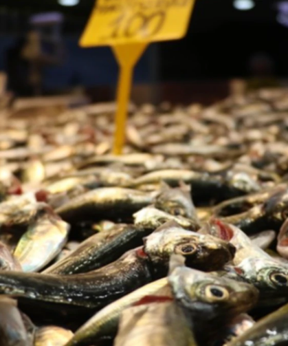 Tezgahlarda İstavrit Bolluğu: Kilosu 100 Liradan Satılıyor