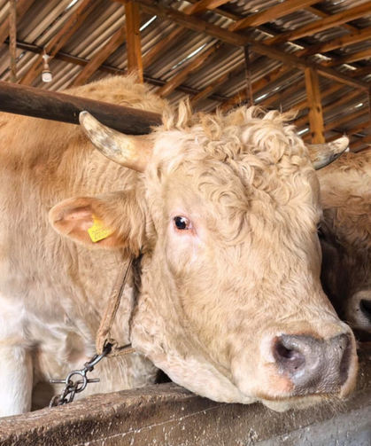 Tonluk 'Paşa' 500 Bin Lira