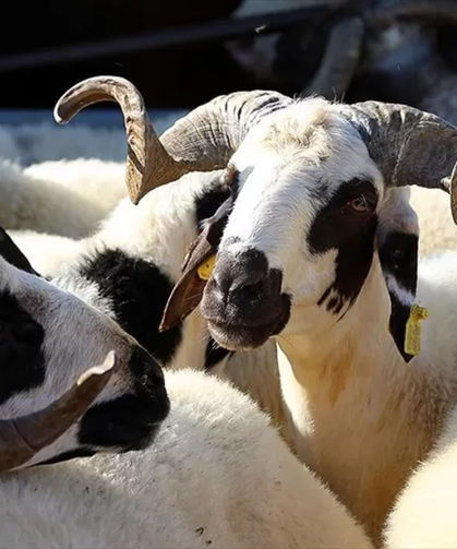 Kurbanlık Alacaklara 'Yaş' Uyarısı
