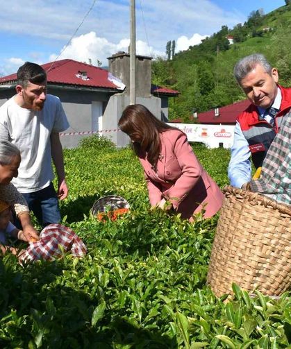 Artvin'de Çay Sezonu Açıldı