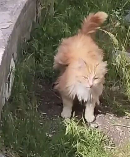 Kanadı Andıran Tüyleriyle Dikkat Çeken Kedi Kamerada