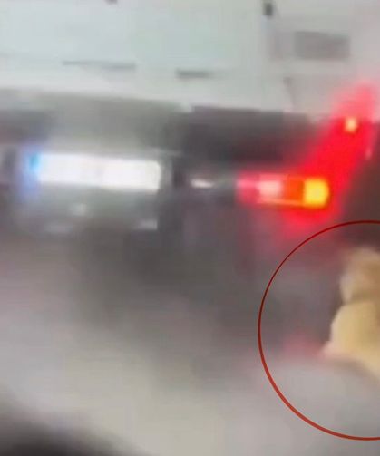 Köpeği Kamyonetin Arkasında Sürükleyen Şahıs Gözaltına Alındı