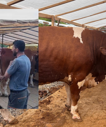 Kurban Pazarında Dakikalarca Süren Pazarlıkta İnat Kazandı