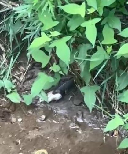 Artvin'de Yılanın Balık Avı Kamerada