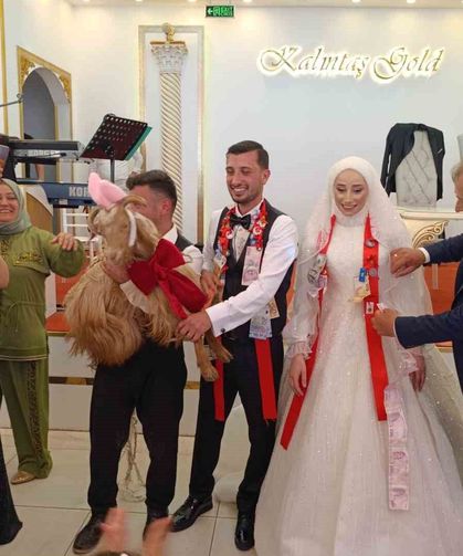 Düğünde Altın Değil Keçi Takıldı
