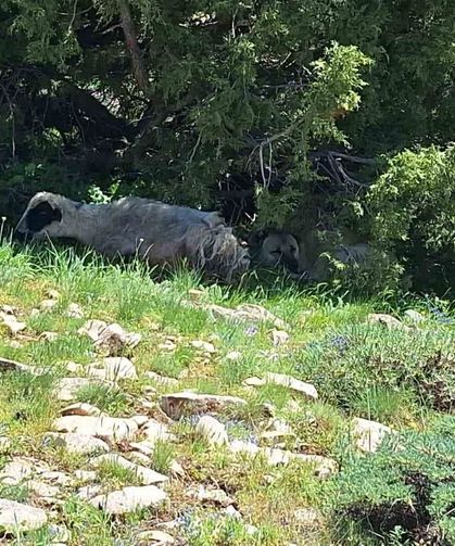 Kangalın Sadakati Yaylada Dikkat Çekti