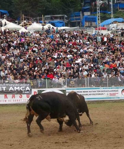 Artvin'in Kafkasör Yaylası'nda Boğaların 45. Randevusu Nefes Kesti