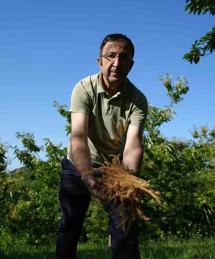 Kestane Çiçeklerinde Hasat Başladı: Antioksidan Deposu Çay Oluyor