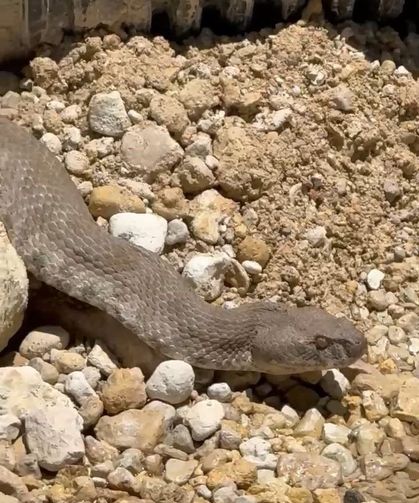 Tunceli'de Koca Engerek Yılanı Görüntülendi