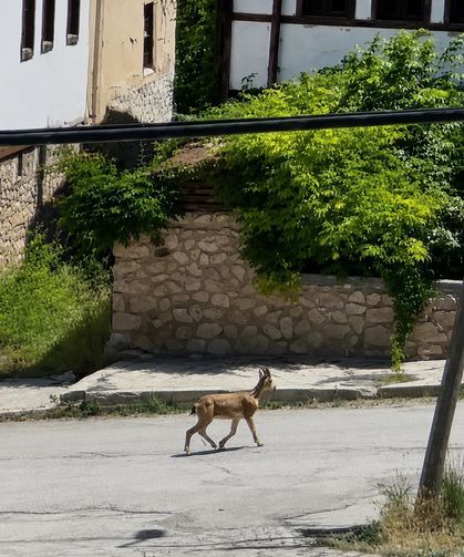 Yolunu Şaşıran Dağ Keçisi İlçe Merkezinde Dolaşırken Görüntülendi