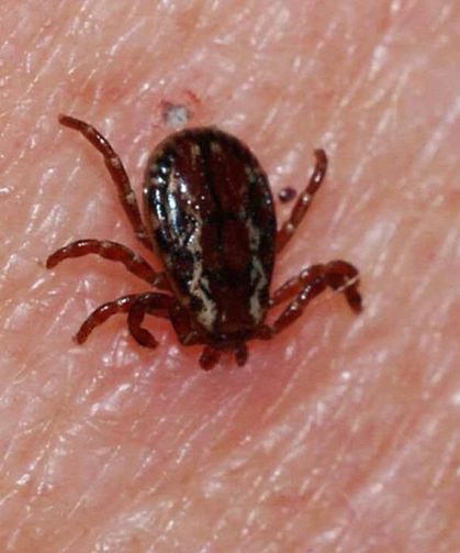 Doğu Karadeniz'de Kene Vakaları Ne Durumda?