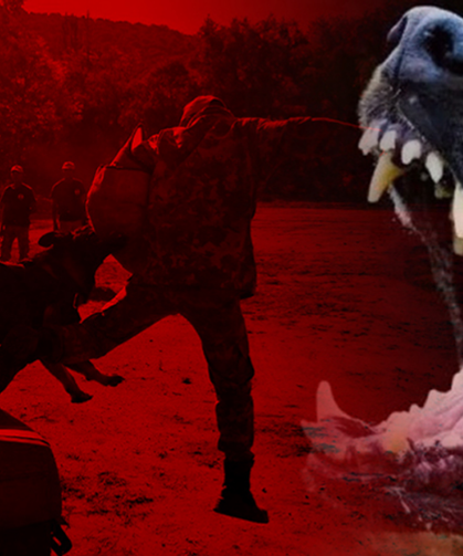 Polonya'da Başıboş Köpek Sorunu 'Yakala-kısırlaştır-sahiplendir' Yöntemiyle Çözüldü