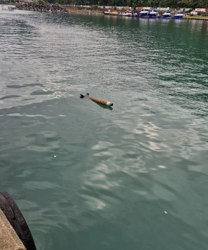 Artvin'de Rokete Benzeyen Cisim Paniği