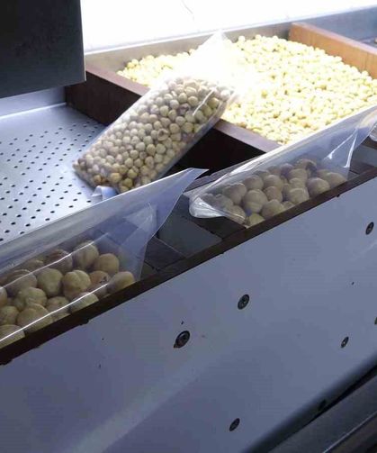 Fındıkta Hasat Sezonu Tamamlandı; Kırım, Kavurma Ve Paketleme Çalışmaları Başladı