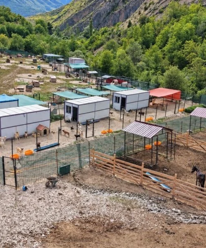 Kesime Götürülürken Kurtarılan Atlara 5 Yıldır Gönüllüler Bakıyor