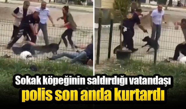 Sokak Köpeği Dehşeti: Polis Memuru Silah Kullanmak Zorunda Kaldı!