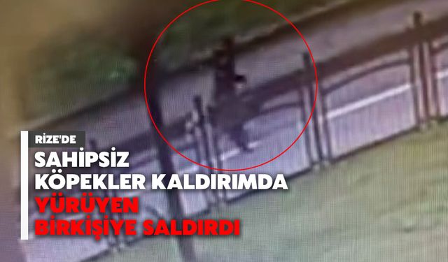 Rize'de Sahipsiz Köpekler Kaldırımda Yürüyen Bir Kişiye Saldırdı