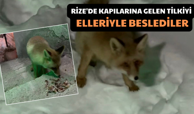 Rize'de Kapılarına Gelen Tilkiyi Elleriyle Beslediler