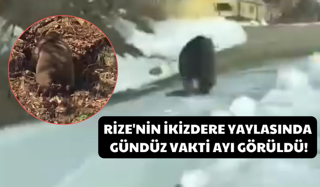 Rize'nin İkizdere Yaylasında Gündüz Vakti Ayı Görüldü!