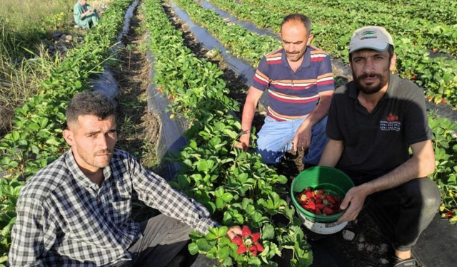 Organik Sason Çileğinde Hasat Başladı
