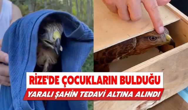 Rize'de Çocukların Bulduğu Yaralı Şahin Tedavi Altına Alındı