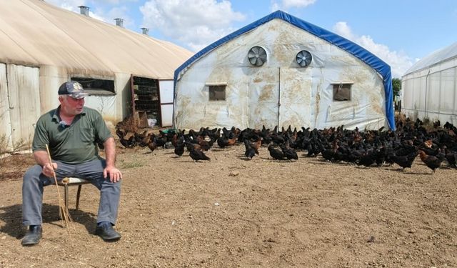 Üreticilere Yüzde 50 Hibeli 16 Bin Tavuk