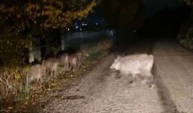 Bolu’da Aç Kalan Domuz Sürüsü Yola İndi