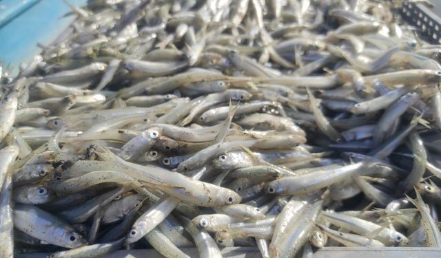 Bozkırın ortasındaki Çekerek’ten Avrupa’ya balık ihracatı