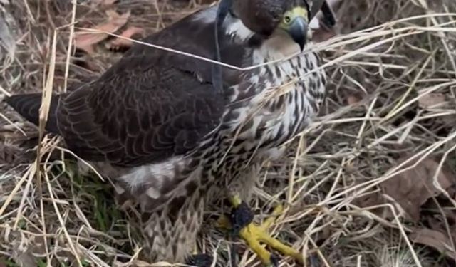 Yurt Dışına Kuş Kaçırma Hazırlığında Olan 2 Kişiye 1 Milyon 524 Bin Lira Ceza