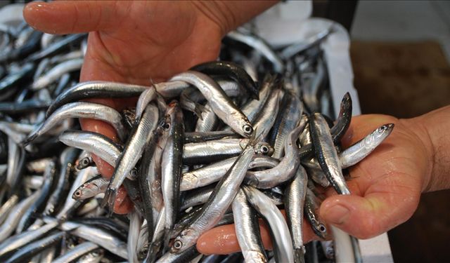 Havalar Soğudu, Hamsi 100 Liraya Düştü