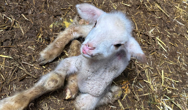 Annesi Ve Kardeşleri Ölen Kuzunun Yürek Burkan Hikayesi