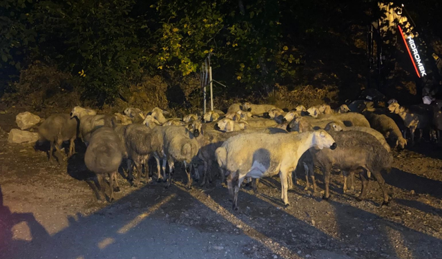 Kemaliye’de Canlı Hayvan Taşıyan Çekici Devrildi: 2 Hayvanın Ayağı Kırıldı