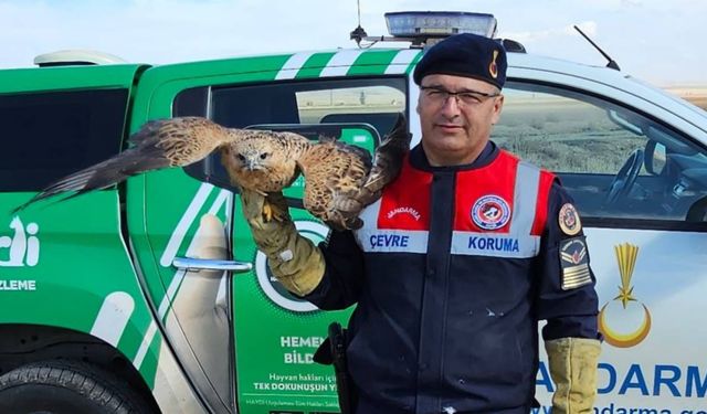 Yaralı Kızıl Şahin Koruma Altına Alındı