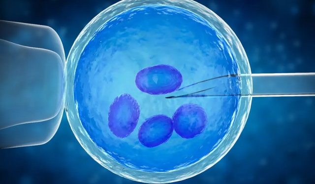 Yumurta Dondurmada Yaş Engeli Ve Mevzuat Sınırı