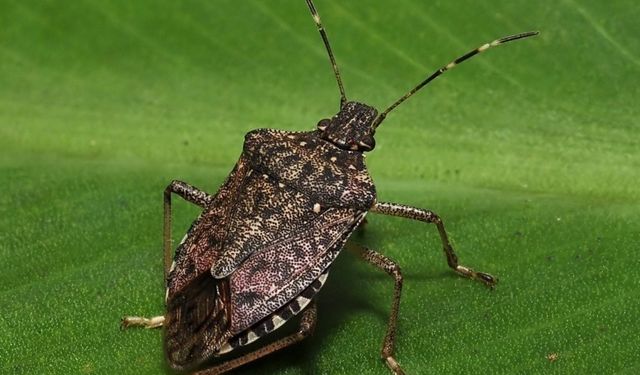 Kokarcanın Fındıktaki Zararı Derinleşiyor