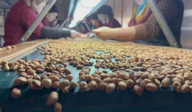 Fındık Tüccarı Fiyatların Yükseleceği Tarihe Dair Beklentiyi Anlattı