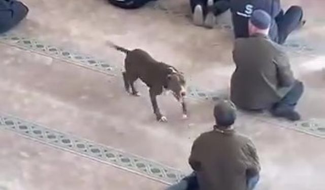 Cuma Vaazı Sırasında Camiye Pitbull Girdi