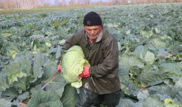 Turşuların Başrol Oyuncusu Lahananın Hasadına Devam Ediliyor