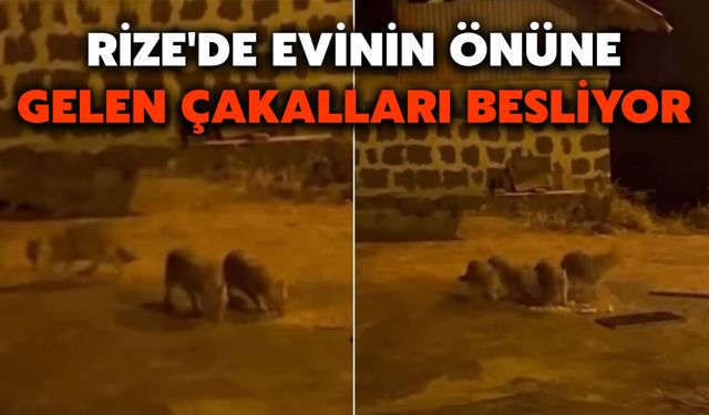 Rize'de Evinin Önüne Gelen Çakalları Besliyor