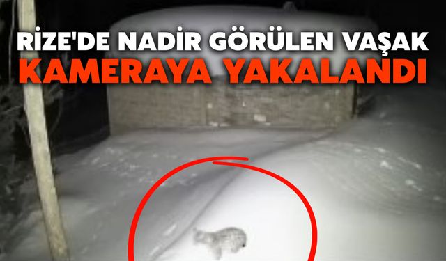 Rize'de Nadir Görülen Vaşak Kameraya Yakalandı